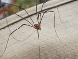 daddy_longlegs