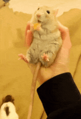 what a handful