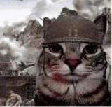 cat