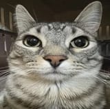 cat reaction 2