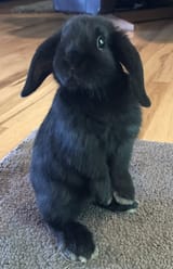 Holland_Lop_Bunny_Standing_On_Her_Back_Feet