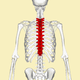 Thoracic_vertebrae_animation