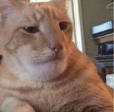 chad cat