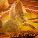 crab_ultra_4k_thumb.jpg
