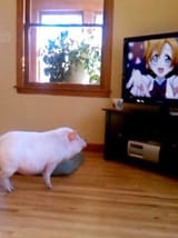 love live piggu
