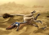 veloci--ACK!tor
