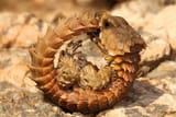 Armadillo Girdled Lizard