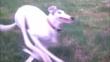 h-he&#039;s fast