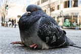 pigeon1