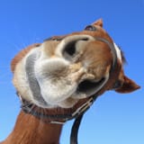 snoot 1731671006560613