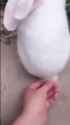 Bunny tails_thumb.jpg