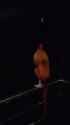 1670972978427_thumb.jpg