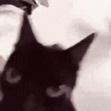 cat-black