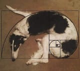 brozoi