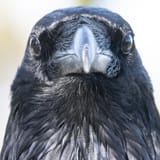 The Raven