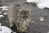 cat with rat