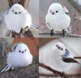 korean_crow_tit