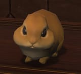 earless bun