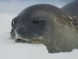 nasty sideeye