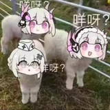 livsheep