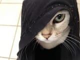 chuuni_cat