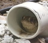 Pepe