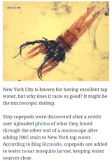 thanks-i-hate-tiny-shrimp-in-tap-water-v0-rzva2h4x0hed1