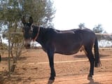 mule