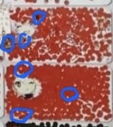 Hoyodrone tactic