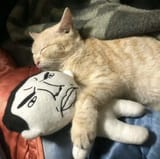 chudjak and a kitty