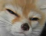 Fennkinyourdisgust