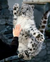 Snow Leopard Paws