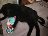 Mewo for Omocat Scale