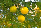 1280px-Yuzu_oranges_(6459456959)