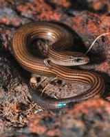 Snake Skink Lygosoma lineata