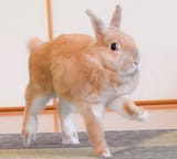 careful nervous bun