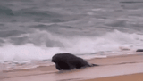 seal-hit-seal