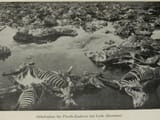 Dumping ground for dead horses, Belarus c.1914