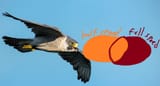 peregrine-falcon-flying-nj-bird-of-prey-photography-greg-gard-4731-2728689203