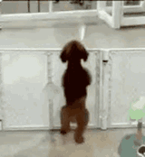 freude-hund