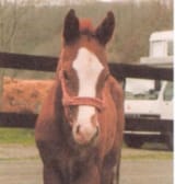 Cutecolt