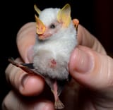 Ectophylla_alba_in_hand