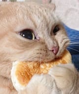 kot bread