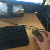 mouse rat gaming
