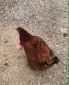super hen DBZ_thumb.jpg