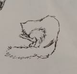 kot