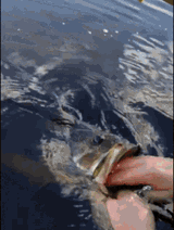 got-em-bass