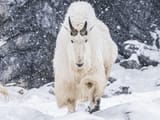 RockyMountainGoat-Yukon-Nov-2020-1-Hi-Res-1200x0-c-default