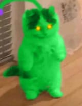 zaccat