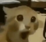 soycat